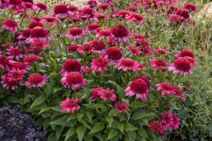 Echinacea 'Watermelon Sugar' New 2025